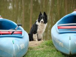 Pes v kanoi